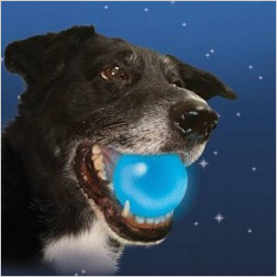 Météor K9 - Dogzparadize